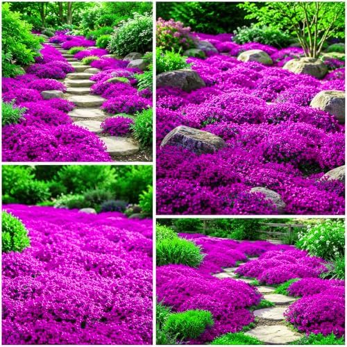 15500Pcs Mix Creeping Thyme Seeds for Planting - Perennial Ground Cover Plant, Drought Tolerant by Unknown