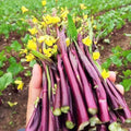 Hon Tsai Tai Purple Yu Choy Sum Seeds - 500+ Count & 5000+ Green Yu Choy Sum 70D - for 2026 Planting Hong Caitai Red Chinese Flowering Cabbage Moss Bok Choi Asian Vegetable by TomorrowSeeds