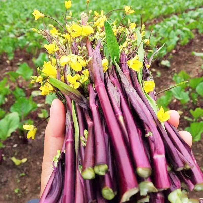 Hon Tsai Tai Purple Yu Choy Sum Seeds - 500+ Count & 5000+ Green Yu Choy Sum 70D - for 2026 Planting Hong Caitai Red Chinese Flowering Cabbage Moss Bok Choi Asian Vegetable by TomorrowSeeds