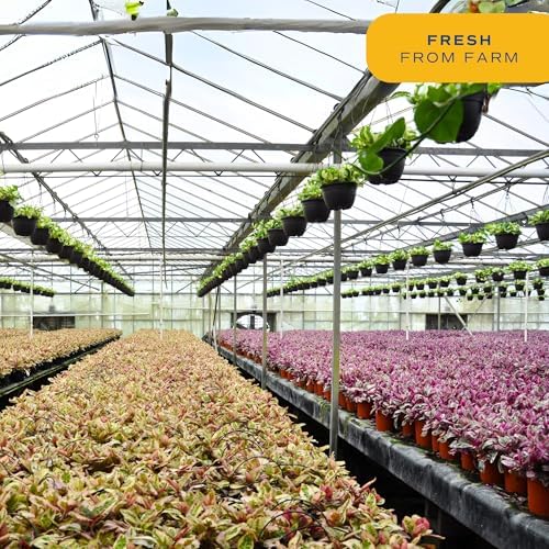 Costa Farms Dracaena, Live Indoor Plant, Easy Care, Home Decor - Image 5