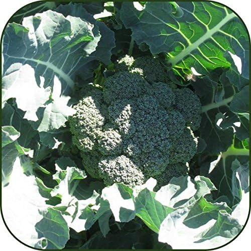 Bulk Organic Waltham Broccoli Seed (10 LB) Non GMO - Image 5