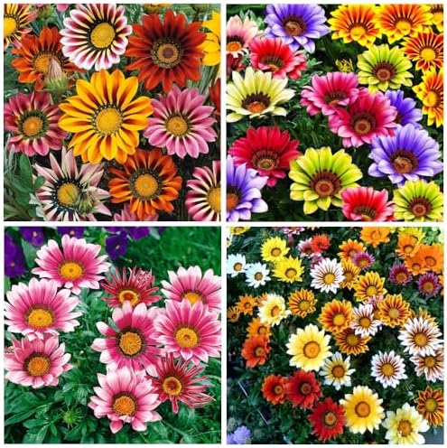 100+ Gazania Seeds Ground Cover for Planting Outdoor-Gazania Splendens Seeds Heat & Drought Tolerant Garden Flower - Image 2