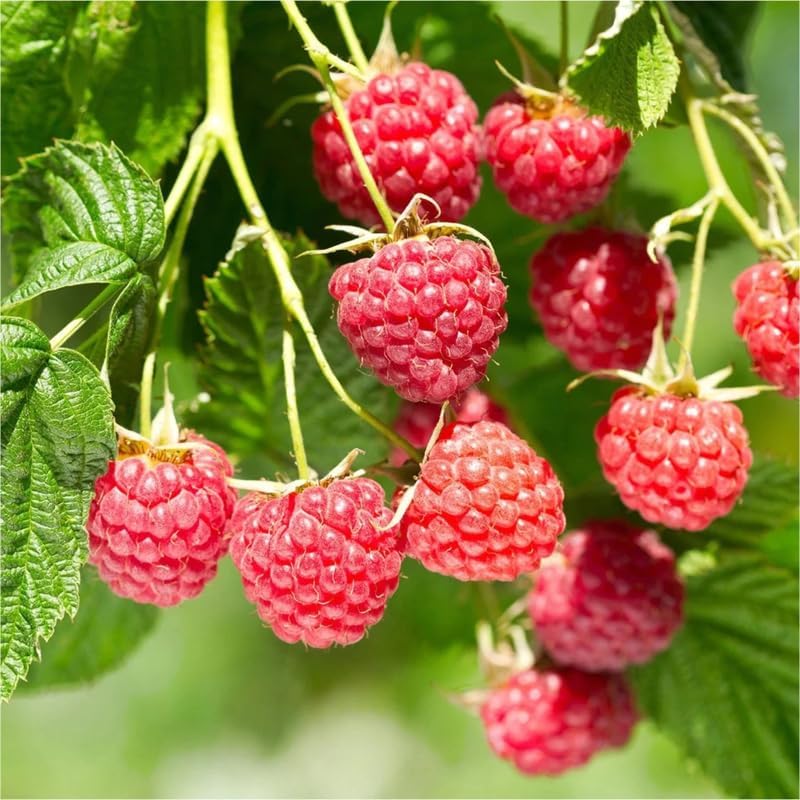 2 Caroline Red Raspberry Plants Live, Edible Berry Bush Plant, 5-10" Tall - Image 2