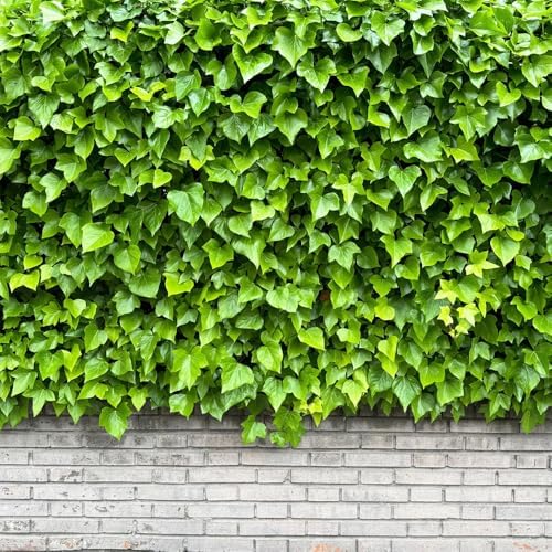 100+ Seed Ivy Vine Liana Green Seeds for Planting Outdoors Vines Climbing Ground Creeping Plants Bonsai Home - Image 4