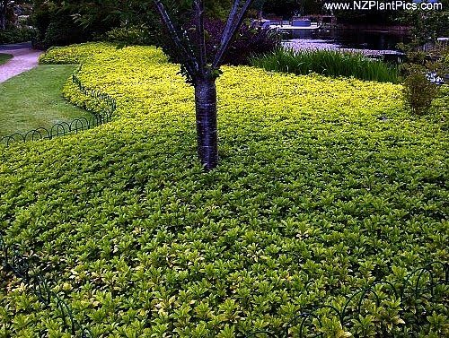 Japanese Spurge 48 Plants - Pachysandra - Hardy Groundcover - 1 3/4" Pots - Image 3