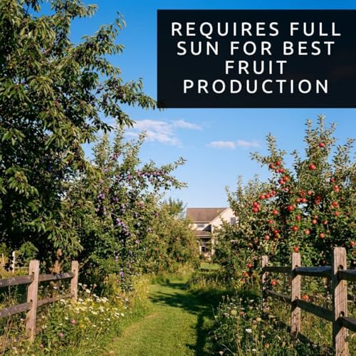 Backyard Orchard Fruit Trees | 2 Apple 2 BlackBerry, 2 Black Cherry | 6 Plants - Image 5