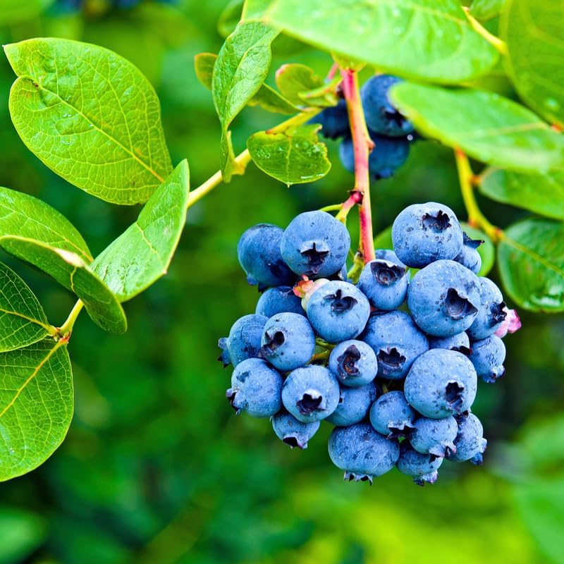 2 Sweet Blueberry Live Plants, Sweet Fruit Seedling, 5-12 Inch Tall - Image 5