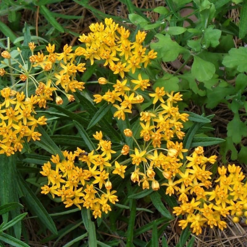 3 Yellow Milkweed Live Plants, Hardy Milkweed Shrub, 4-9 Inches - Image 5