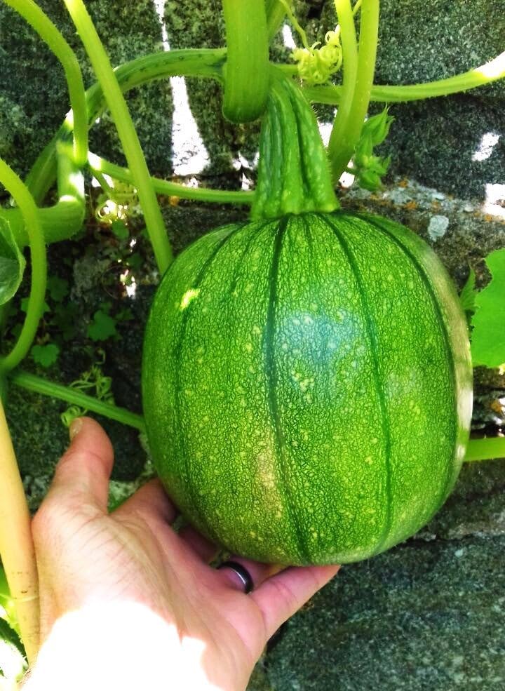 Round Zucchini Seeds - 540+ Count - for 2026 Planting Eight 8 Ball Ronde Rondini Summer Squash Patty Pan Courgette Bush Garden Vegetable Grow Your Own Home Farm Patio Healthy - Image 3