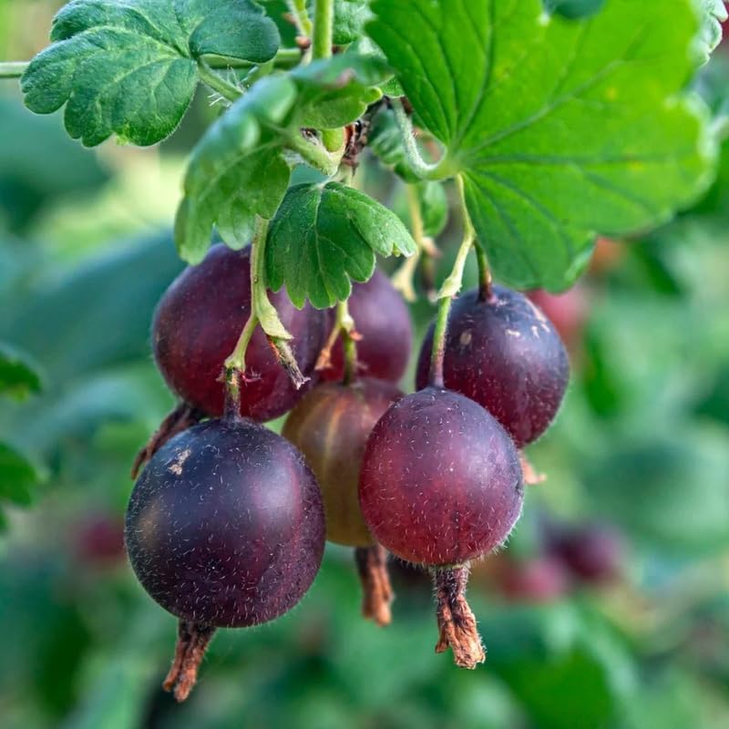 Sweet Gooseberry Plant Live, Edible Gooseberry 5-9 Inches Tall - Image 4