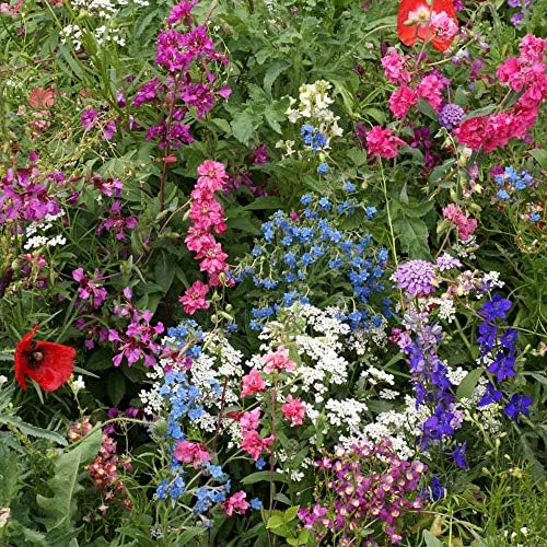 Outsidepride Partial Shade Wild Flower Seed Mix for All States - 1/4 lb. Premium Blend of Annual & Perennial Wildflowers, Perfect for Partial Shade Areas, & Outdoor Planting for Gardens & Lawns - Image 6