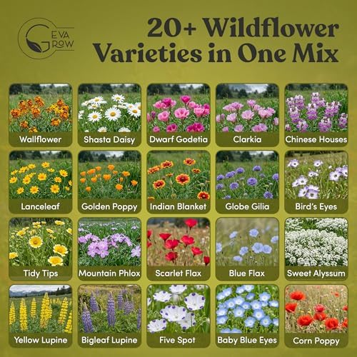 Geva Grow Northwest Wildflower Seeds Regional Mix - Organic, Non-GMO - 100% Pure Seed - 20 Different Wildflowers Seeds of Annual and Perennial, 1 LB Tub - Image 3
