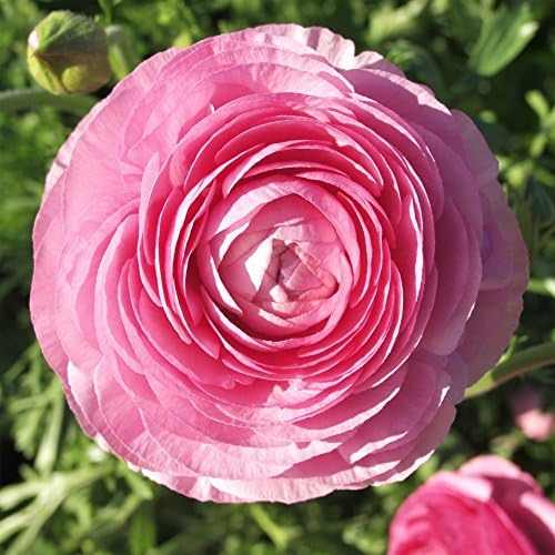 Ranunculus Pink 10 Flower Bulbs - Spring Blooms, Tecolote Buttercups - Image 4