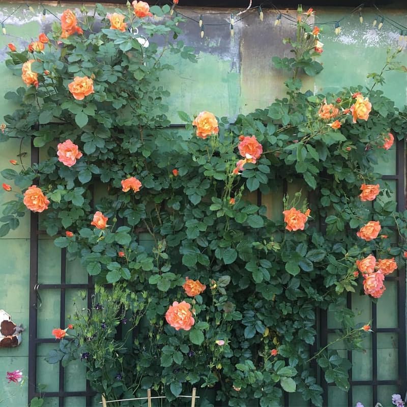 Orange Climbing Roses Live Plants, Fragrant Starter 5-9" Tall - Image 7