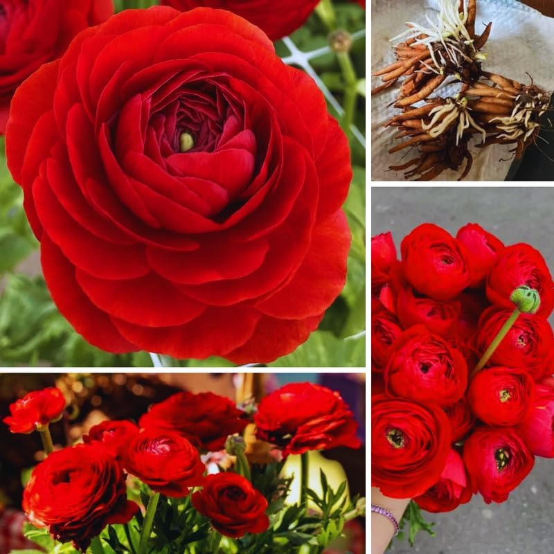25 Red Ranunculus Bulbs to Plant, Spring Planting Flower Bulbs - Image 5