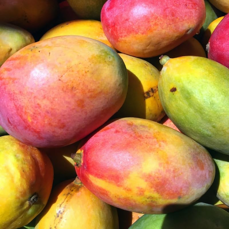Dwarf Mango Tree Live Plant, Tropical Fruit, 3 Gallon Pot - Image 5