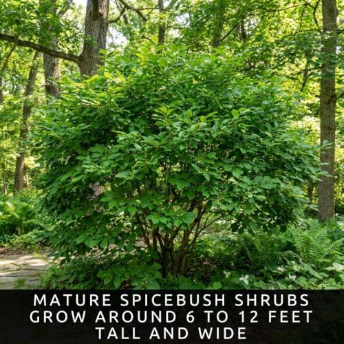 Spicebush Seeds for Planting | 100 Seeds | Lindera Benzoin Native Shrub - Image 5