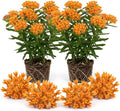 2 Orange Milkweed Live Plants, 3-6 Inch Tall by Unknown