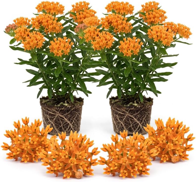 2 Orange Milkweed Live Plants, 3-6 Inch Tall by Unknown