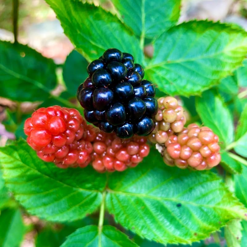 2 Navaho BlackBerry Plants Live, Thornless Fruit Berry Tree, 5-8" Tall - Image 4