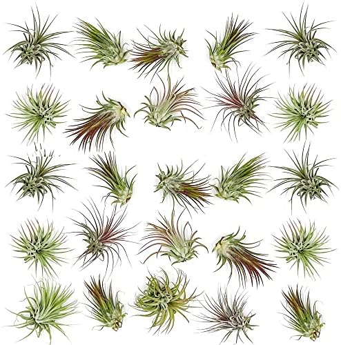 ragnaroc Air Plants Bulk - Tillandsia Ionantha Wholesale Pack, Regular 1-3" - 25ct - Live Arrival Guaranteed - House Plants for Home Decor & Gift by ragnaroc
