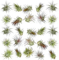 ragnaroc Air Plants Bulk - Tillandsia Ionantha Wholesale Pack, Regular 1-3" - 25ct - Live Arrival Guaranteed - House Plants for Home Decor & Gift by ragnaroc