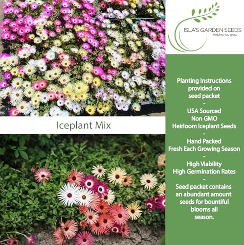 Iceplant Mix Flower Seeds (Dorotheanthus bellidiformis)– 2000+ Heirloom Non-GMO Seeds by Isla’s Garden Seeds, Livingstone Daisy Ice Plant Wildflower Mix, Drought-Tolerant Groundcover Blooms, Sprawling - Image 2