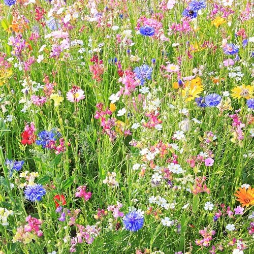 Mountain Valley Seed Co Southwestern Wildflower Seed 1/4 Lb 160,000+ Seeds - Image 2