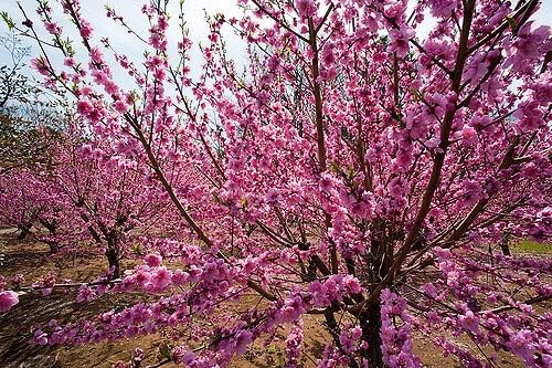 Belle of Georgia Peach - Live Fruit Tree Shipped 1-2 Feet Tall by DAS Farms - Image 3