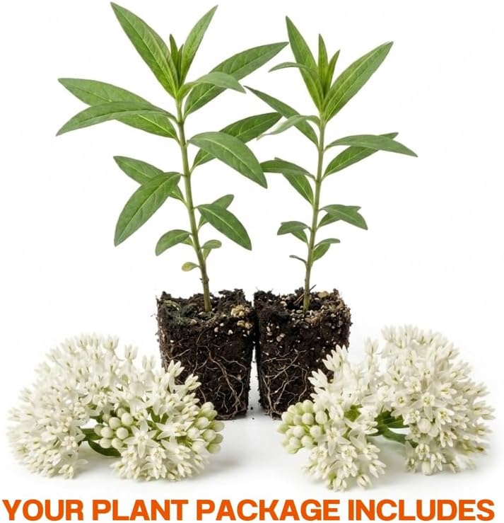 2 White Milkweed Live Plants, 3-6 Inch Tall - Image 2
