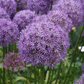 Gladiator Allium Flower Bulbs - Attracts Butterflies and Hummingbirds - Deer Resistant - Good as Cut Flowers - Naturalizing - Perennializing by HollandBulbFarms