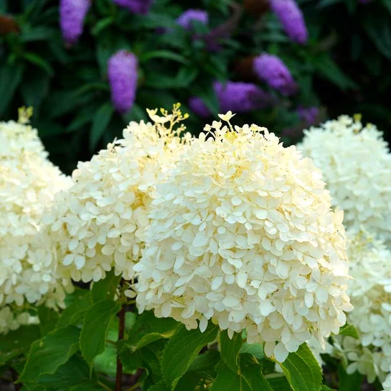 White Hydrangea Live Plant, 5-11 Inch Tall - Image 6