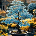15 Rare Blue Japanese Maple Seeds - Acer Palmatum Ornamental Tree Seeds for Planting - Home Garden Yard and Indoor Bonsai Decor by BuggyBeds