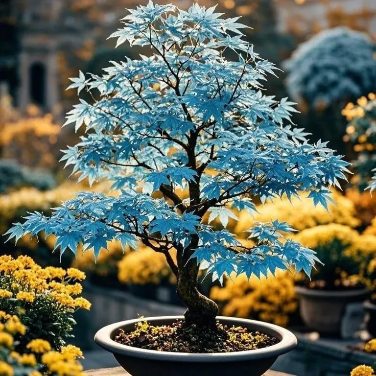 15 Rare Blue Japanese Maple Seeds - Acer Palmatum Ornamental Tree Seeds for Planting - Home Garden Yard and Indoor Bonsai Decor by BuggyBeds