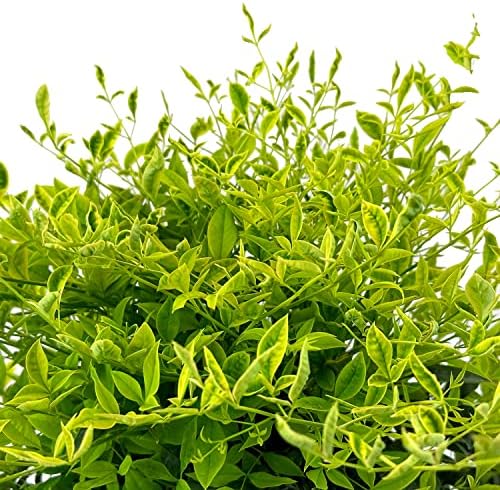 First Editions Cool Glow Lime Nandina, Live Evergreen Shrub, 3 Gallon - Image 2