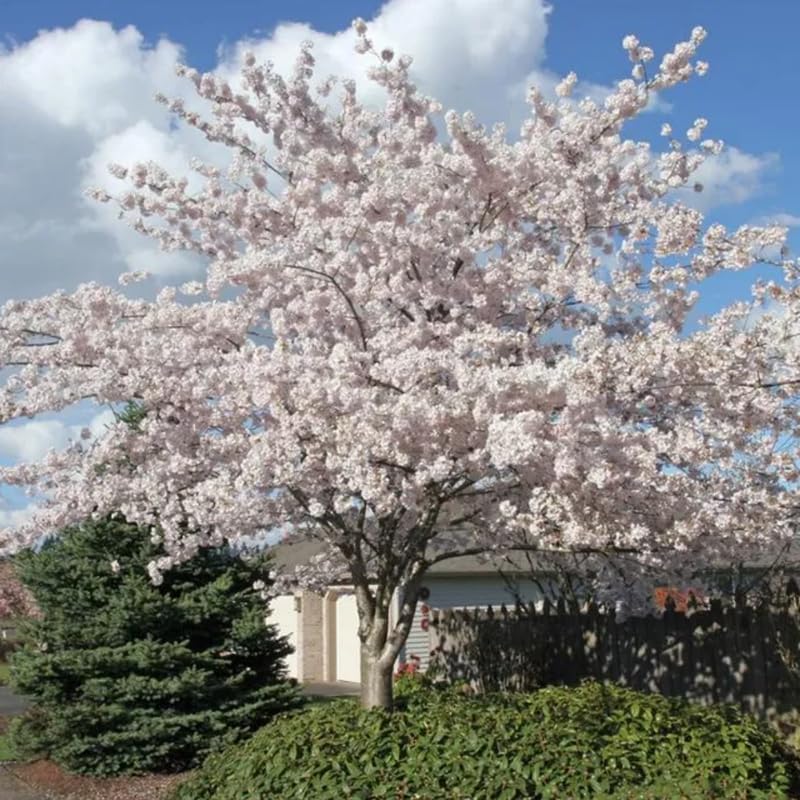 Cherry Blossom Tree Live Plant, Outdoor Garden Tree, 2.5 Inch Pot - Image 4