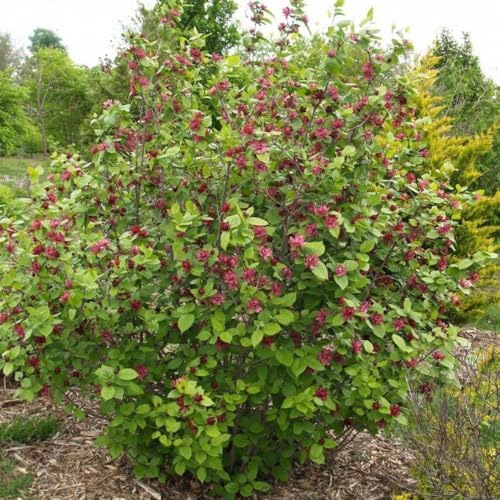 Sweet Shrub Bush Live Plant, Carolina Allspice, Well-Rooted 6-12" Potted in 4" Pot, Cold-Hardy Sweet Shrub for Home Gardens - Image 7
