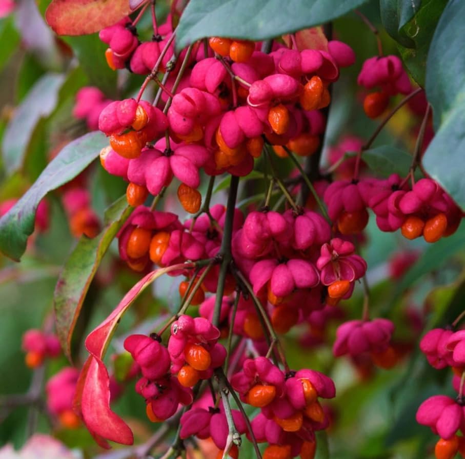 2 Dwarf Burning Bush Shrub Live Plants, Vibrant Scarlet Red Fall Color, Winged Euonymus Plant 6-12" Tall 4" Pot - Image 4
