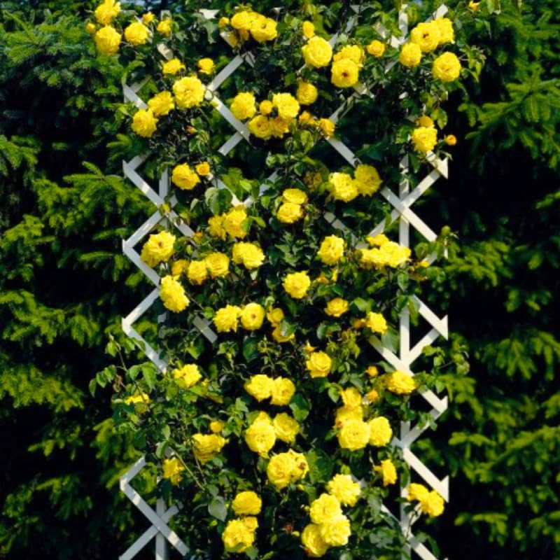 Yellow Climbing Roses Live Plants, Fragrant Starter 5-9" Tall - Image 2