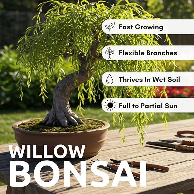 Dwarf Weeping Willow Bonsai Tree Cutting to Grow – Live Indoor Plant for Home & Office Décor | Hand-Trained Miniature Tree with Elegant Cascading Branches - Bonsai Material - Image 6