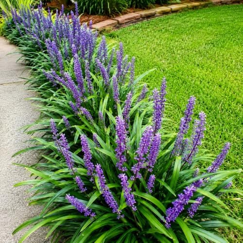 Super Blue Liriope Grass - Live Plant - Gallon Pot by Unknown