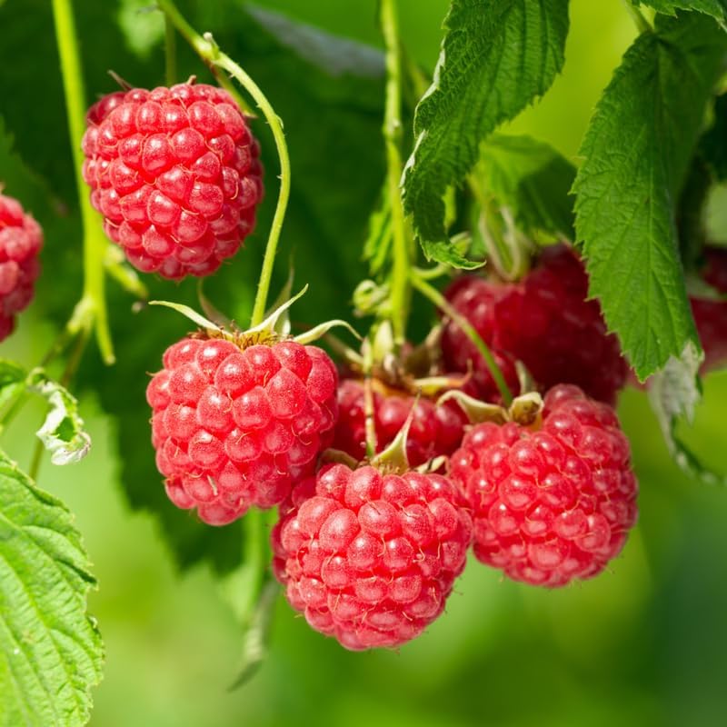 2 Red Raspberry Plants Live, Edible Berry Bush Plant, 5-10" Tall - Image 2