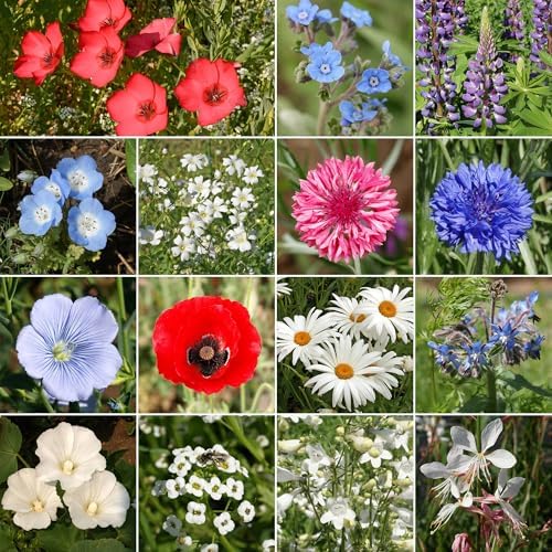 Ferry-Morse Red, White & Blue Bulk Wildflower Seeds, 290,000+, 1 lb - Image 2