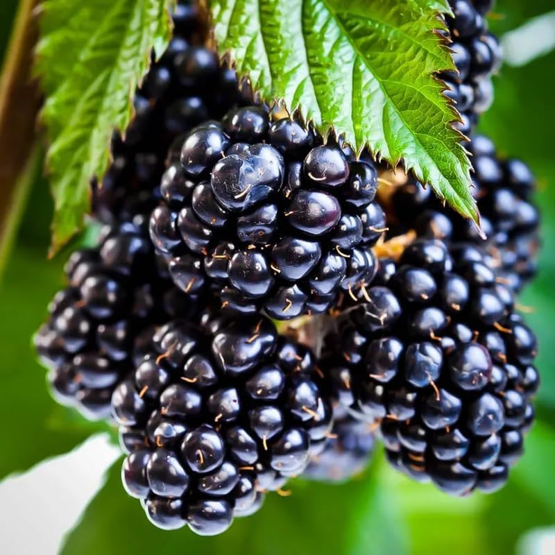 2 Ouachita BlackBerry Live Plants, Thornless Berry Plant, 5-8" Tall - Image 2