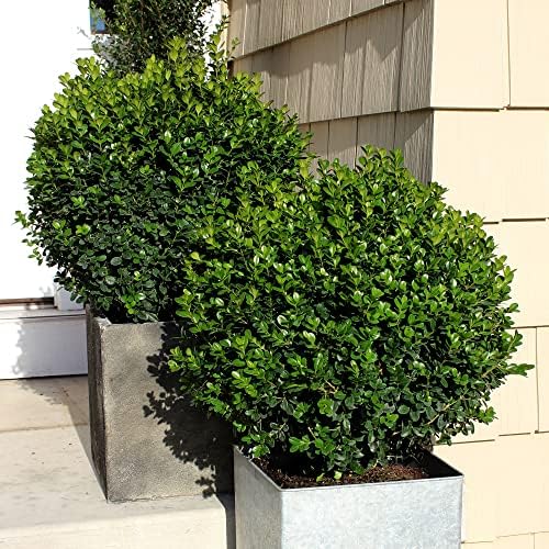 Proven Winners 2 Gallon Sprinter Boxwood (Pack of 2) - Image 5