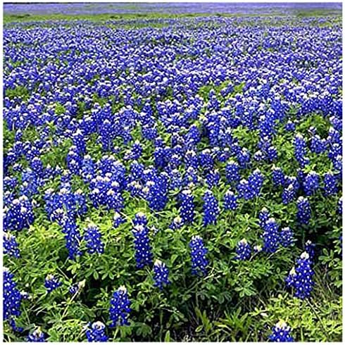 Mixed Lupines Seeds with Many Colors, 250 Seeds - Image 5