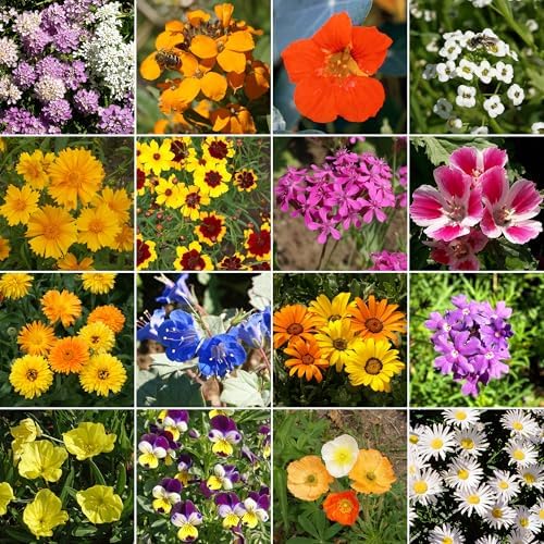 Ferry-Morse Low-Growing Bulk Wildflower Seeds, 310,000+, 1 lb - Image 2