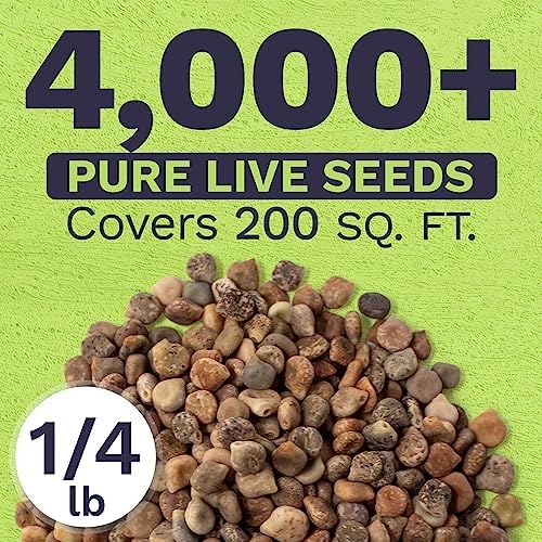 Texas Bluebonnet Wildflower Seeds - Bulk 1/4 Pound Bag - Over 4,000 Native Seeds - Texas State Flower! - Image 3