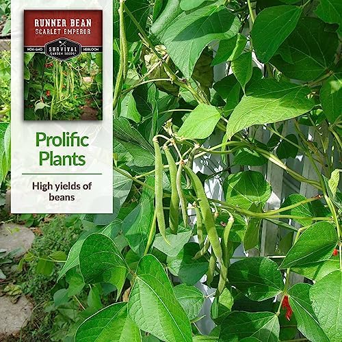 Scarlet Emperor Bean Seeds for Planting - Survival Garden Seeds (5 Pack) - Image 5