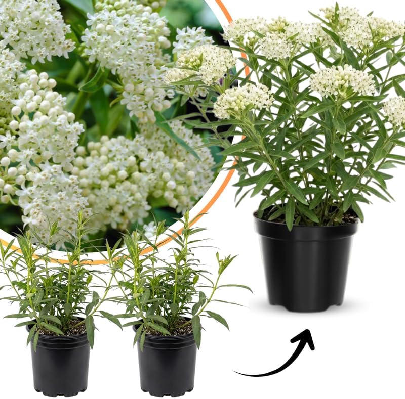 2 White Milkweed Plants Live, Asclepias Tuberosa Perennial, 4-8 Inch Tall - Image 5